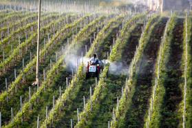 The Agriculture